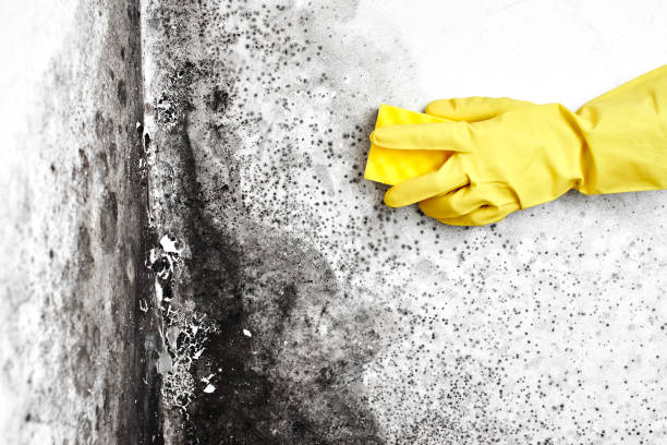 Best Black Mold Remediation in Rainier, WA