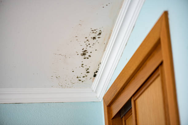 Best Residential Mold Remediation in Rainier, WA