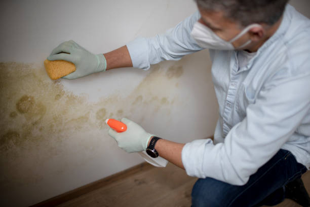 Best Preventive Mold Services in Rainier, WA