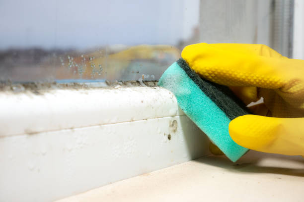 Best DIY Mold Remediation Support Services in Rainier, WA