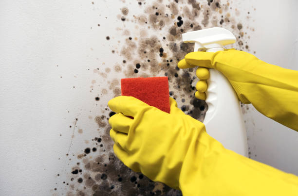 Best Commercial Mold Remediation in Rainier, WA