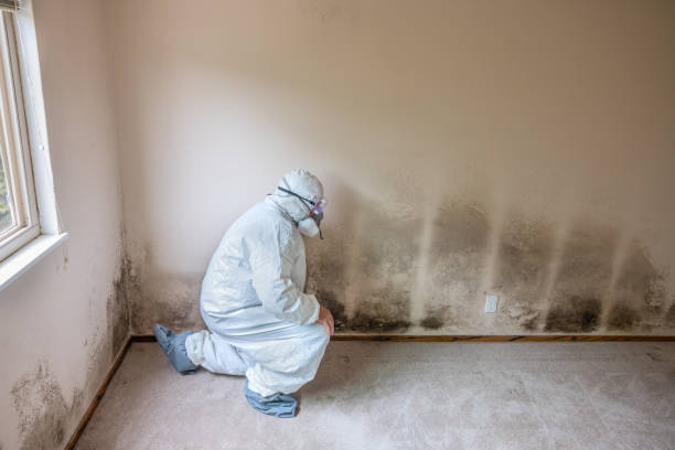 Best White Mold Remediation in Rainier, WA