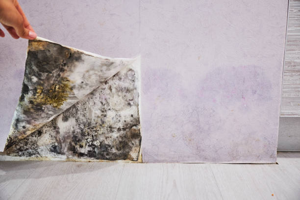 Best Localized Mold Remediation (e.g., coastal areas, humid climates) in Rainier, WA
